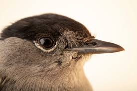 Attēlu rezultāti vaicājumam “Sylvia atricapilla male”