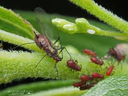 Attēlu rezultāti vaicājumam “Uroleucon cirsii”