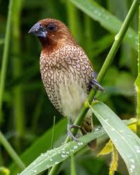 Attēlu rezultāti vaicājumam “Scapania lingulata”