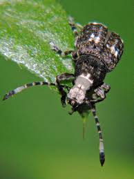 Attēlu rezultāti vaicājumam “Platystomos albinus”