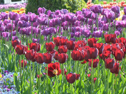 Attēlu rezultāti vaicājumam “Tulipa gesneriana”