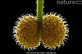 Attēlu rezultāti vaicājumam “Galium aparine fruit”