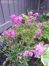 Attēlu rezultāti vaicājumam “Silene viscaria”