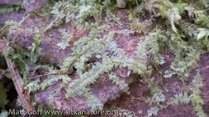 Attēlu rezultāti vaicājumam “Lophocolea bidentata”