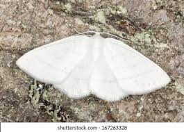 Attēlu rezultāti vaicājumam “Cabera pusaria”