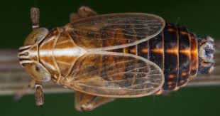 Attēlu rezultāti vaicājumam “Delphacidae”