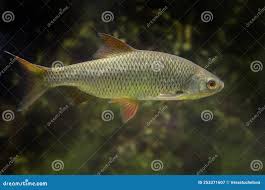 Image result for Squalius cephalus