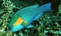 Image result for Chlorurus perspicillatus