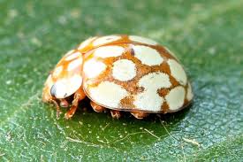 Attēlu rezultāti vaicājumam “Sospita vigintiguttata”