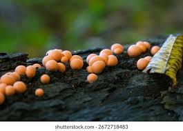 Attēlu rezultāti vaicājumam “Lycogala irregulare young”