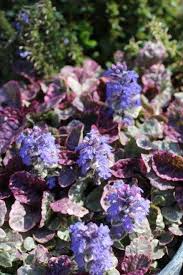 Attēlu rezultāti vaicājumam “Ajuga reptans flower”