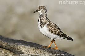 Attēlu rezultāti vaicājumam “Arenaria interpres adult”