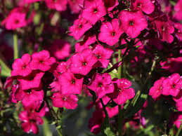 Image result for Phlox (großblumig)