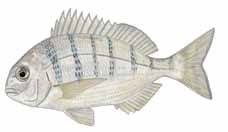 Image result for Polysteganus undulosus
