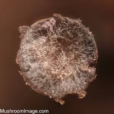 Attēlu rezultāti vaicājumam “Lamproderma nigrescens”