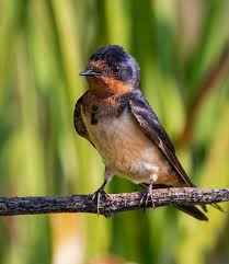 Attēlu rezultāti vaicājumam “Hirundo rustica adult”