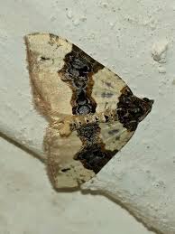 Attēlu rezultāti vaicājumam “Cosmorhoe ocellata”