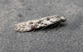 Attēlu rezultāti vaicājumam “Carpatolechia proximella”