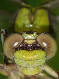 Attēlu rezultāti vaicājumam “Ophiogomphus cecilia”