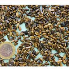 Attēlu rezultāti vaicājumam “Silybum marianum fruit”