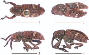 Attēlu rezultāti vaicājumam “Pissodes piniphilus”