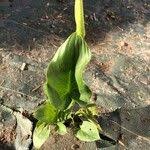 Attēlu rezultāti vaicājumam “Calla palustris fruit”