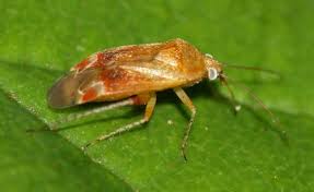 Attēlu rezultāti vaicājumam “Psallus sp.”