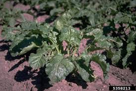 Image result for Beta vulgaris