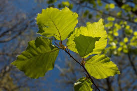 Attēlu rezultāti vaicājumam “Fagus sylvatica leaf”