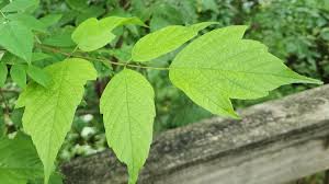 Attēlu rezultāti vaicājumam “Acer negundo leaf”