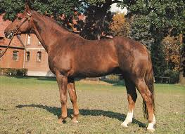 Image result for wiedenmann tehron