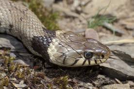 Attēlu rezultāti vaicājumam “Natrix natrix”