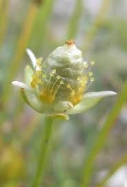 Attēlu rezultāti vaicājumam “Parnassia palustris bud”