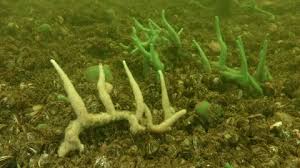 Attēlu rezultāti vaicājumam “Spongilla lacustris”