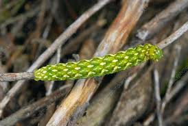 Attēlu rezultāti vaicājumam “Anarta myrtilli larva”