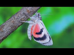 Attēlu rezultāti vaicājumam “Catocala pacta”