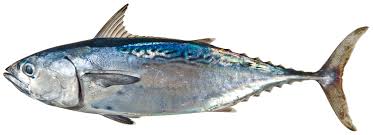 Image result for Euthynnus alletteratus