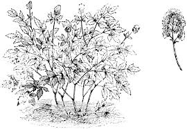 Attēlu rezultāti vaicājumam “Actaea spicata flower”