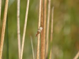 Attēlu rezultāti vaicājumam “Ancylis myrtillana”