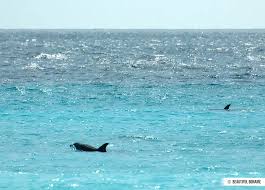 Afbeeldingsresultaat voor dolfijnen