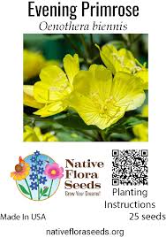 Image result for Oenothera biennis