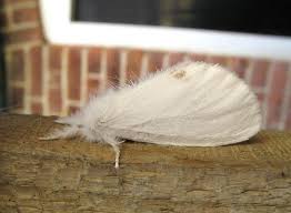 Attēlu rezultāti vaicājumam “Euproctis similis”