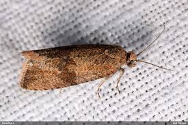 Attēlu rezultāti vaicājumam “Celypha striana”