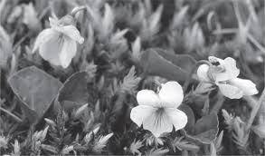 Attēlu rezultāti vaicājumam “Viola epipsila leaf”