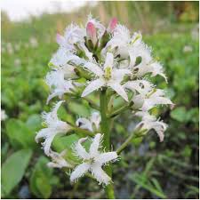 Attēlu rezultāti vaicājumam “Menyanthes trifoliata fruit”