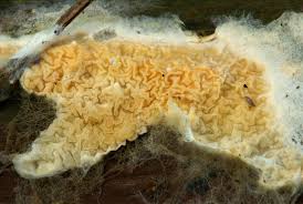 Attēlu rezultāti vaicājumam “Leucogyrophana sororia”