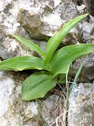 Attēlu rezultāti vaicājumam “Epipactis atrorubens leaf”