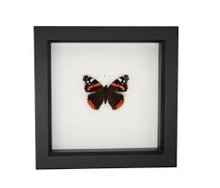 Attēlu rezultāti vaicājumam “Vanessa atalanta underside”