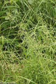 Attēlu rezultāti vaicājumam “Festuca pratensis”
