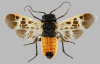 Attēlu rezultāti vaicājumam “Caenolyda reticulata”